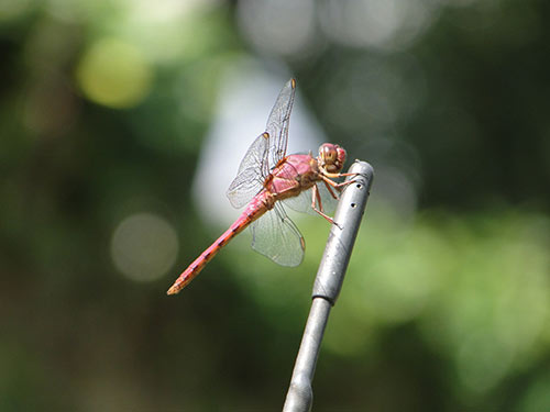 Shallow depth of field