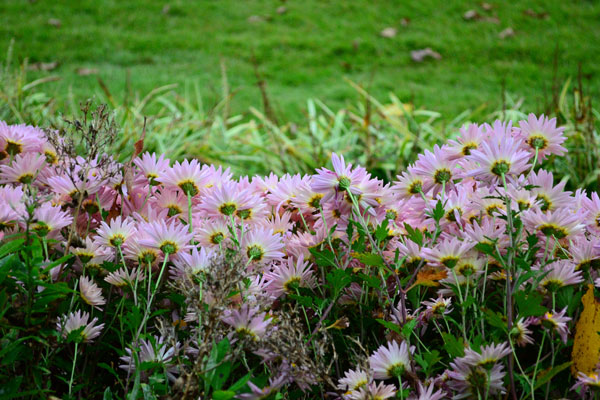 image of pink flowers