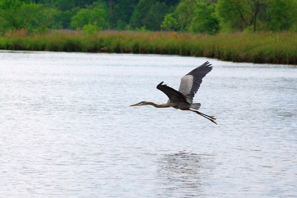 image of heron