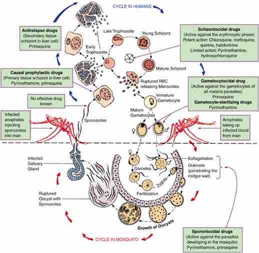 Life Cycle of Plasmodium