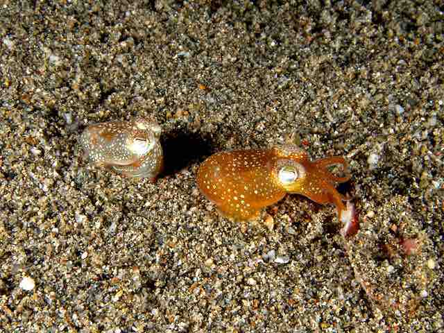 Bobtail Squid