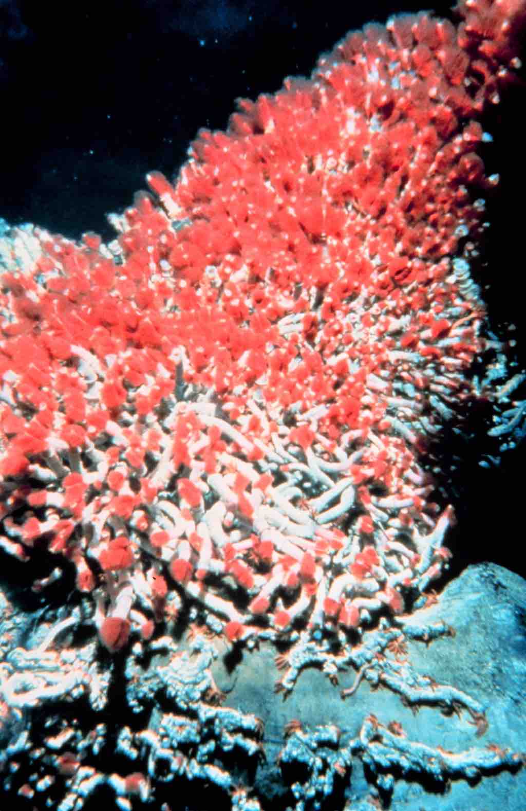 Tubeworms Living Near A Hydrothermal Vent