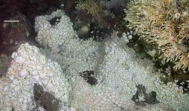 Crabs near a hydrothermal vent