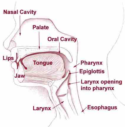 Head and Neck Overview