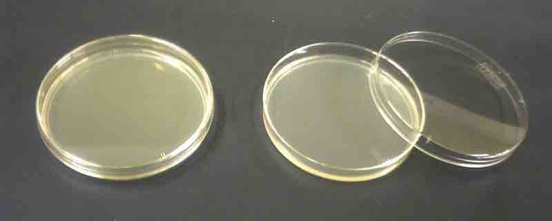 Agar plate