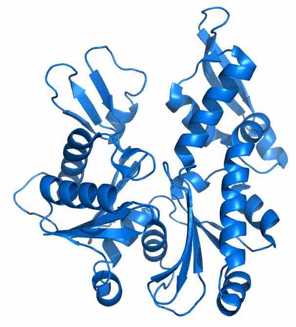 Atomic structure of MreB, a prokaryotic structural protein