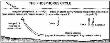 The aquatic phosphorous cycle