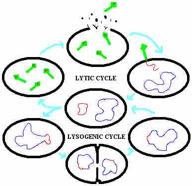 Lysogenic and lytic cycles