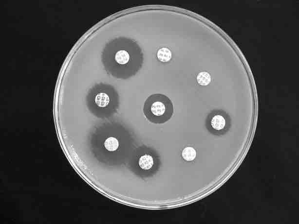 Antibiotic Testing