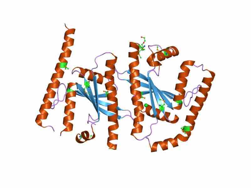 RelA/ SpoT protein homologue