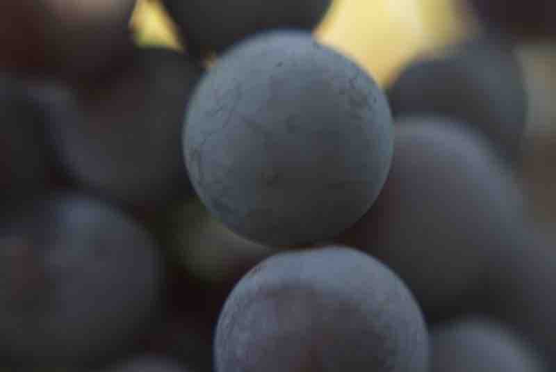 Wine grapes