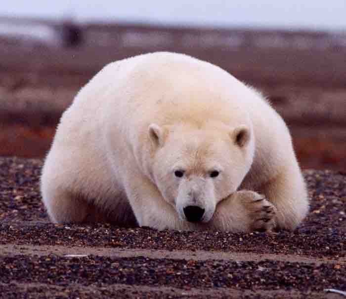 Arctic Wildlife