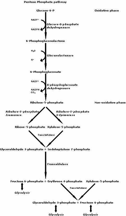 Figure 1 The Pentose Phosphate Pathway