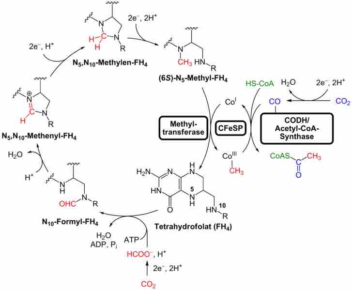 Acetyl-CoA Pathway