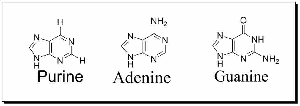 Purine structure