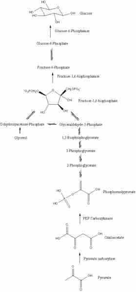 Overview of Gluconeogenesis