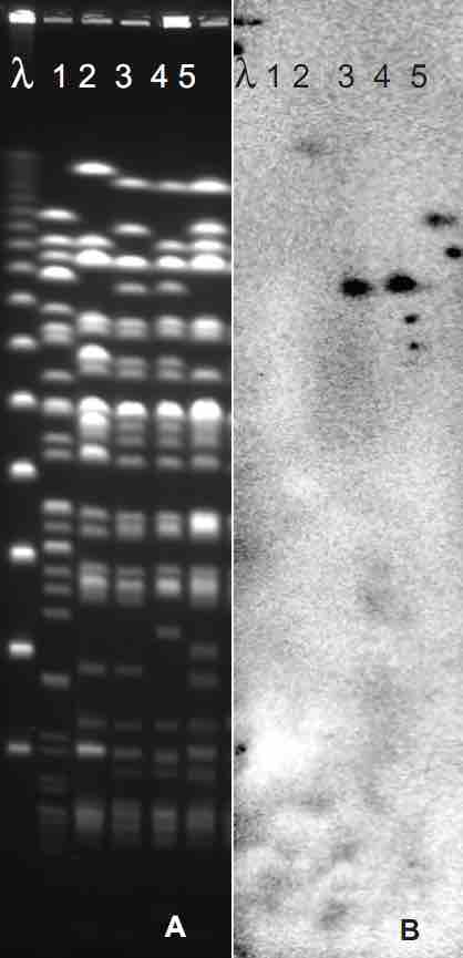 Heat shock proteins