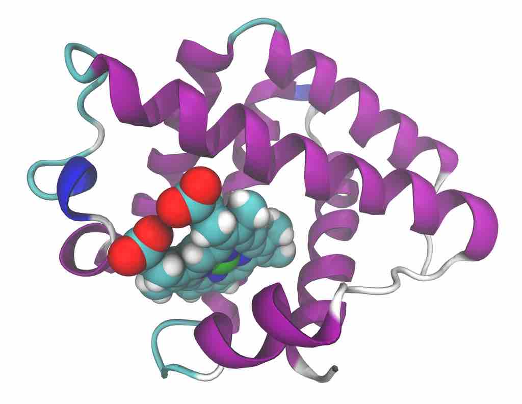 Leghemoglobin