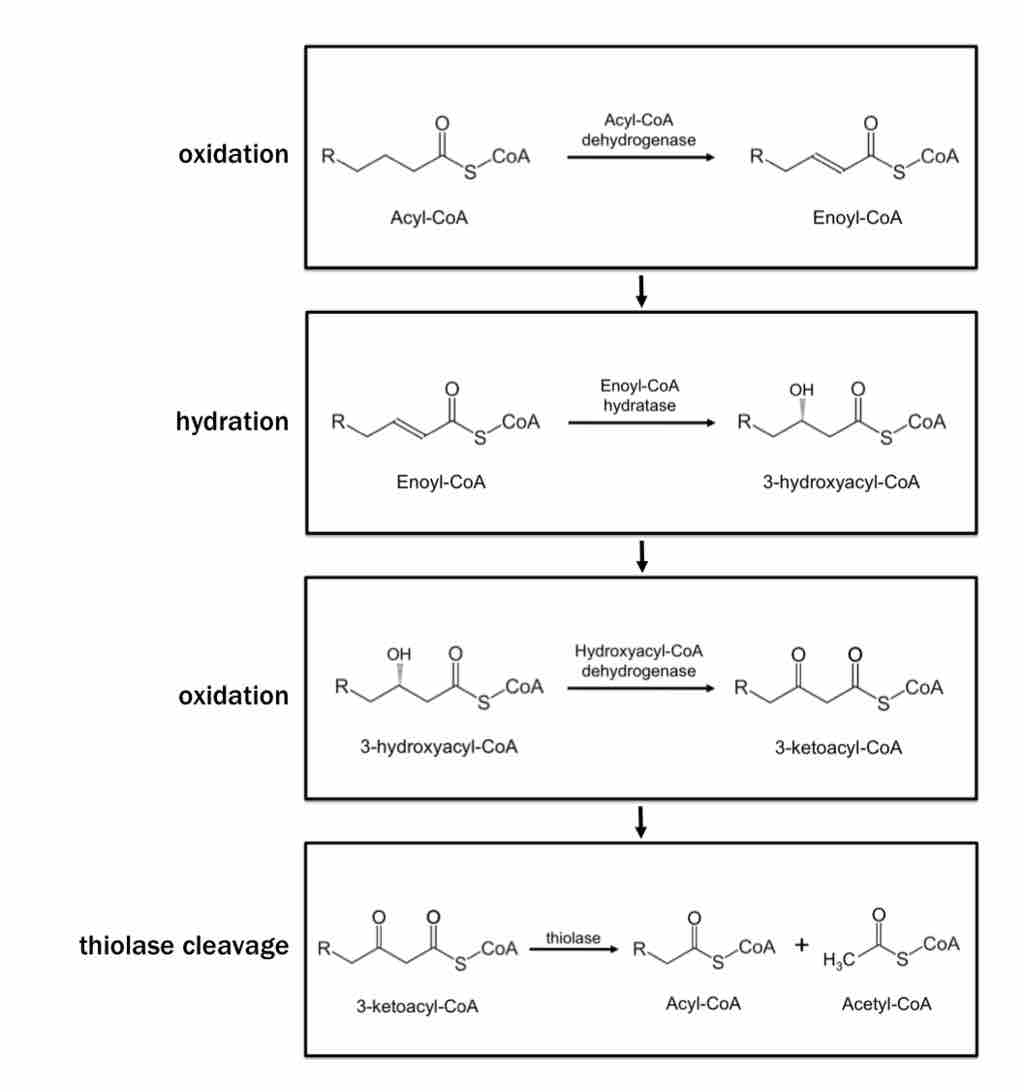 β-oxidation