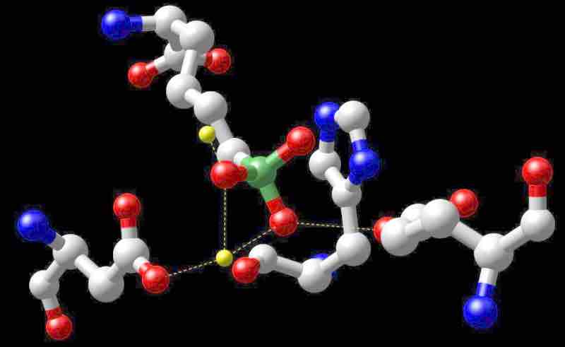 Arginase