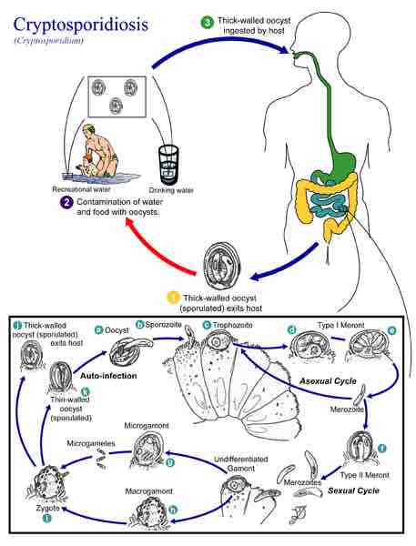 Life cycle of Cryptosporidium