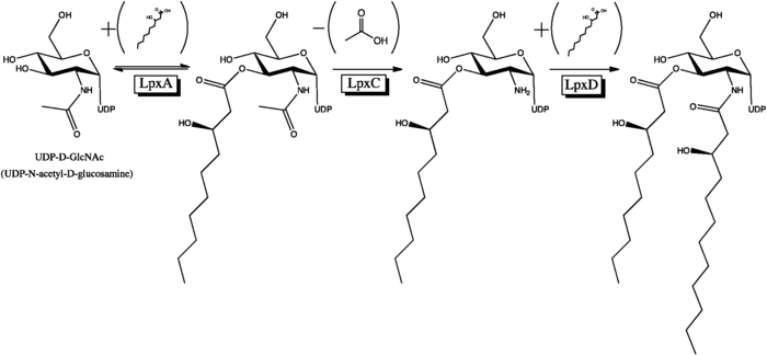 Synthesis of the UDP-diacylglucosamine precursor of Lipid A