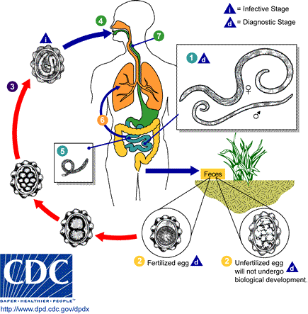 Ascariasis Life Cycle