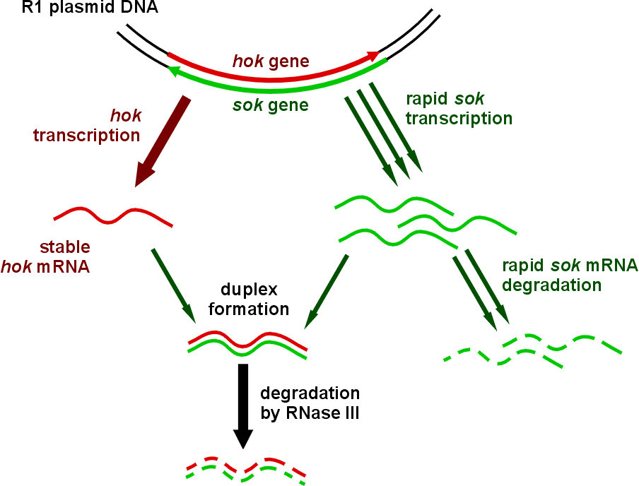 Hok/sok System