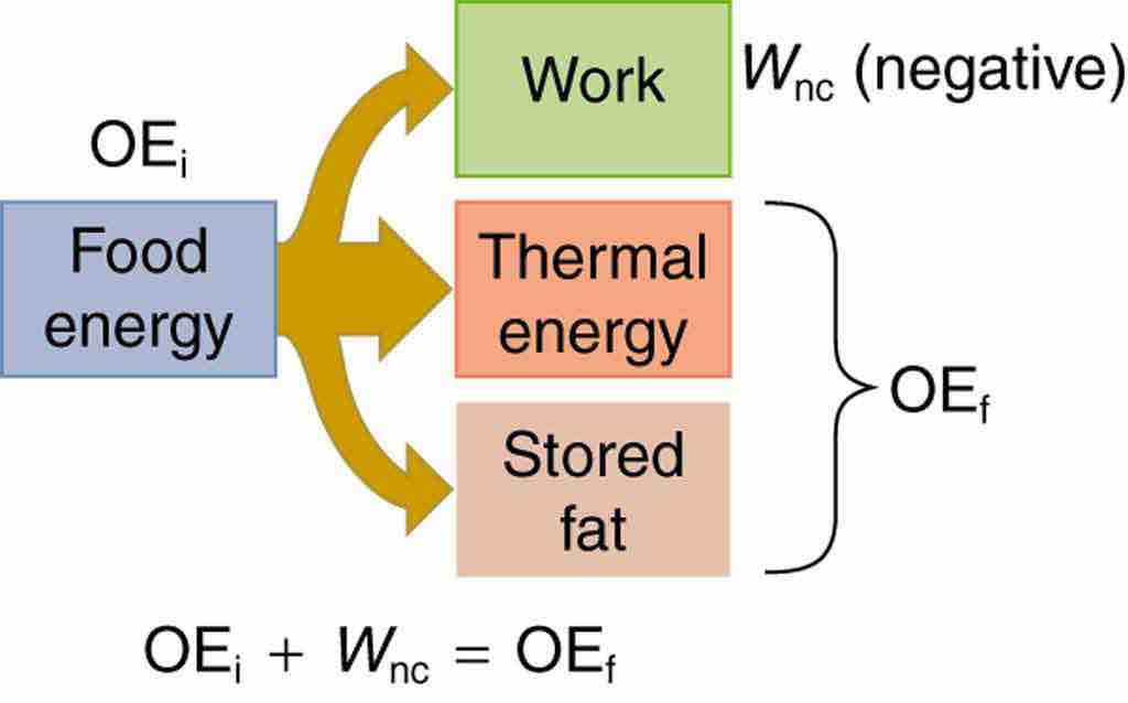 Energy Conversion in Humans