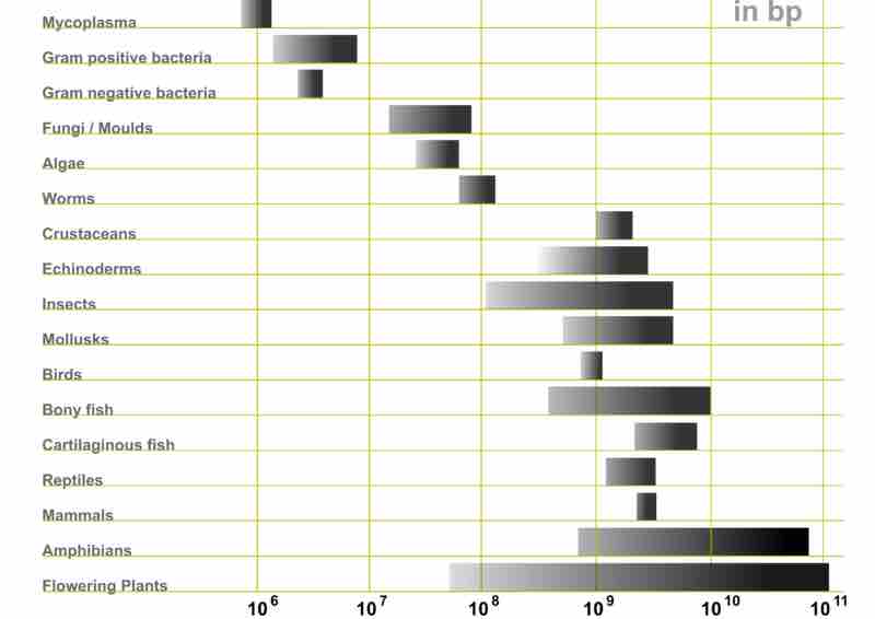 Graph of variation in estimated genome sizes in base pairs.