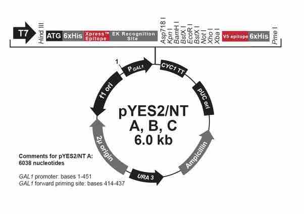 Plasmid vector map