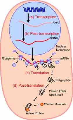 Protein synthesis