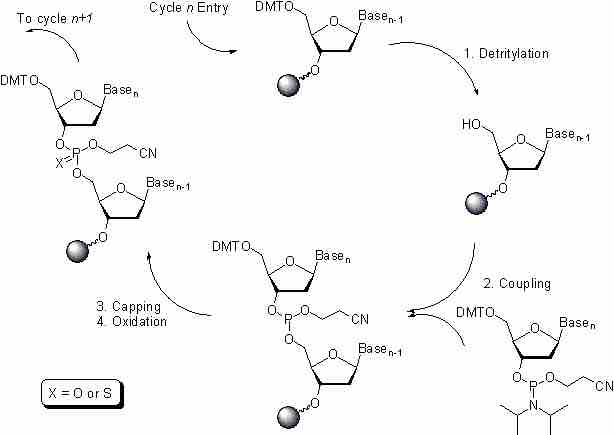 Oligosynthesis.