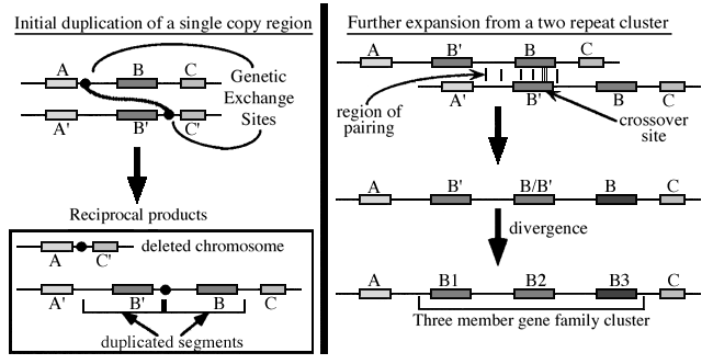 Evolution of a Gene Family