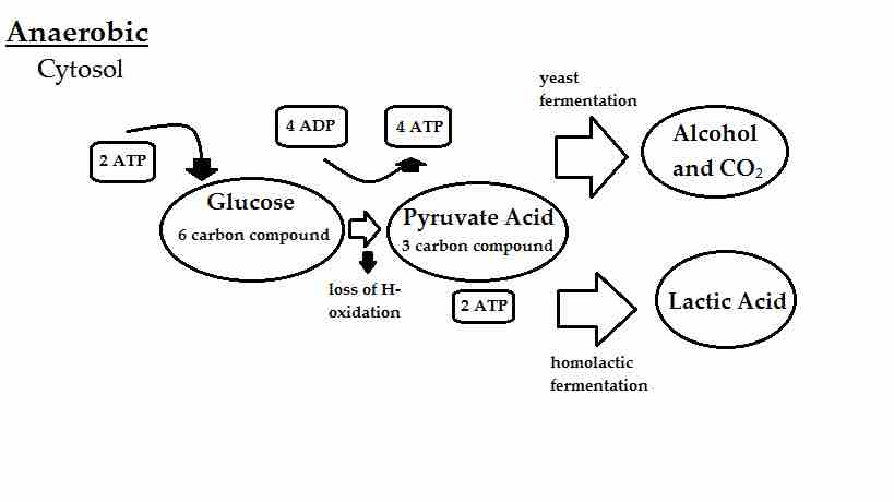 Anaerobic Respiration