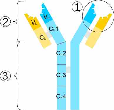 Antigen Binding Fragment