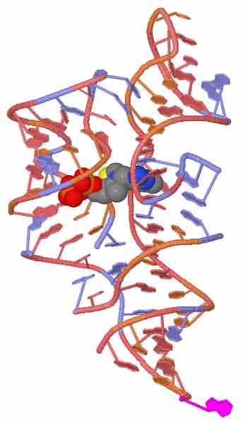 Example of a Riboswitch