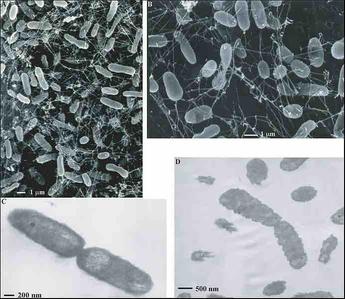 Thermophile bacteria isolated from deep-sea vent fluids.