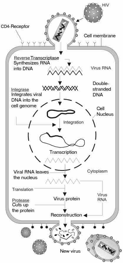 HIV Replication