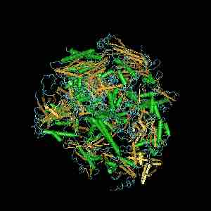 RNA polymerase II