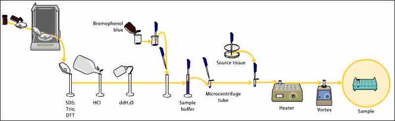 Western blot steps