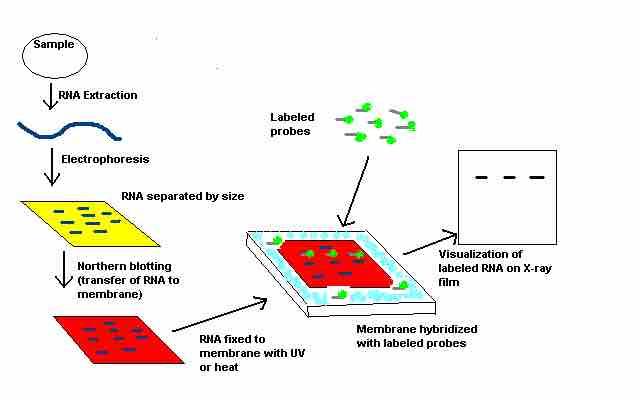 Northern blot technique