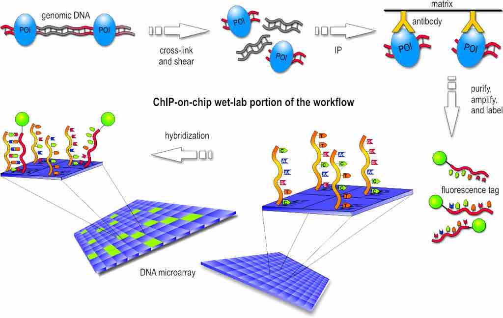 ChIP-chip procedure