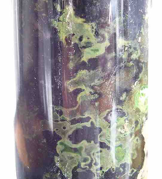 Green sulfur bacteria