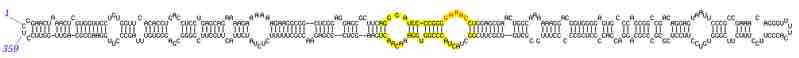 Putative secondary structure of the potato spindle tuber viroid.