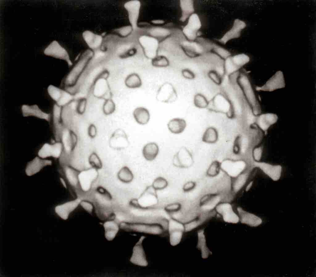 Viral structure