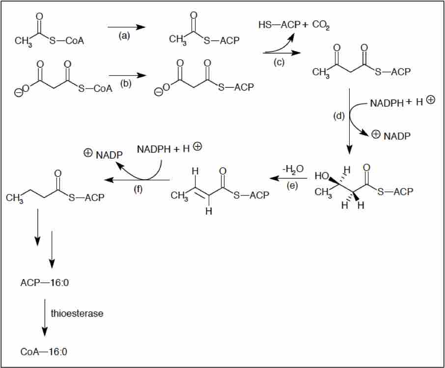 Fatty Acid Synthesis