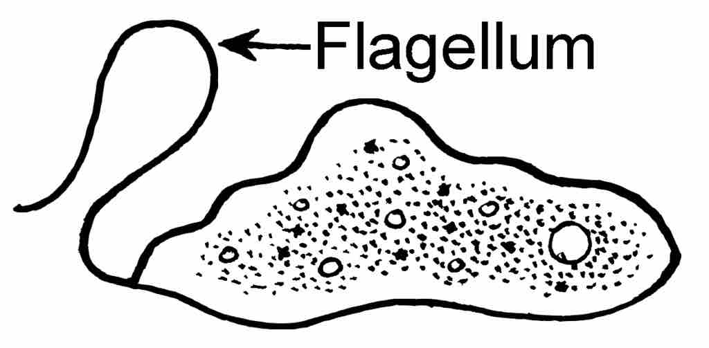 Flagellum