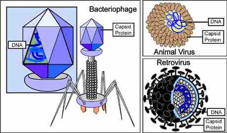 Viral structure