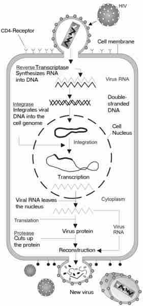 HIV life cycle